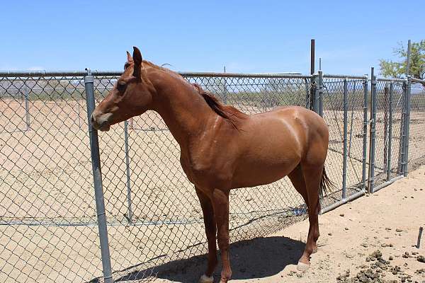 white-star-horse