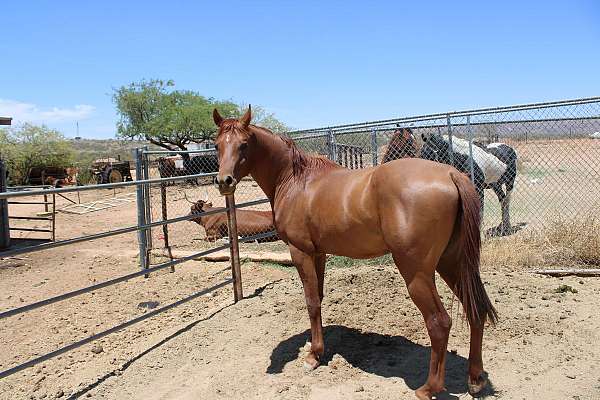 chestnut-white-star-horse