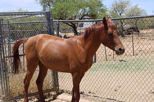 chestnut-arabian-colt
