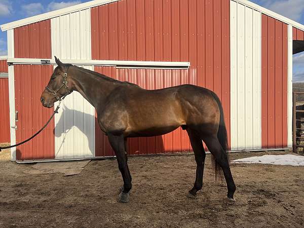 hunt-seat-equitation-thoroughbred-horse