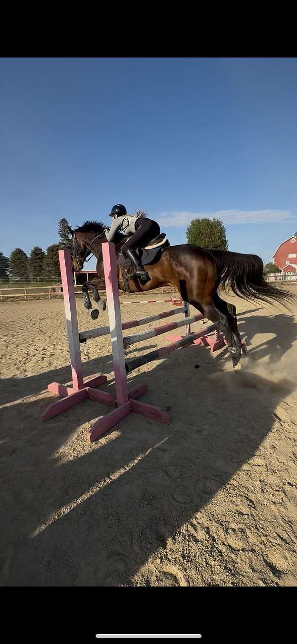 hunter-thoroughbred-horse
