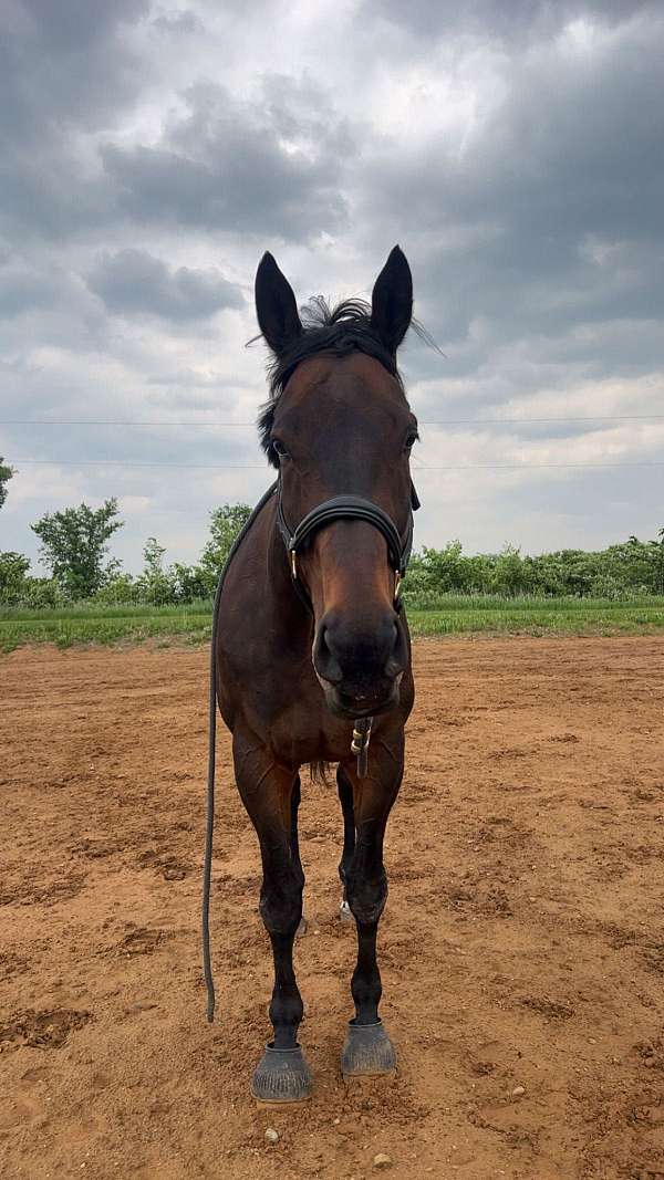 dressage-thoroughbred-horse