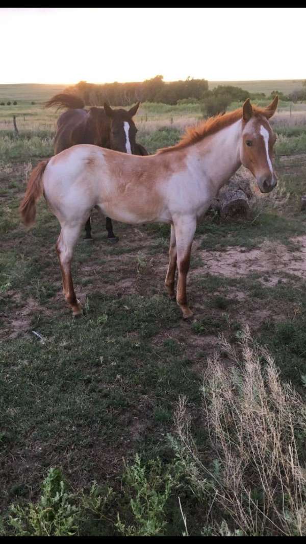 red-roan-roan-apha-aqha-filly