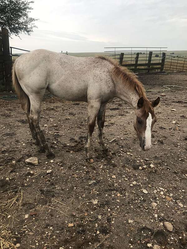 red-roan-paint-filly