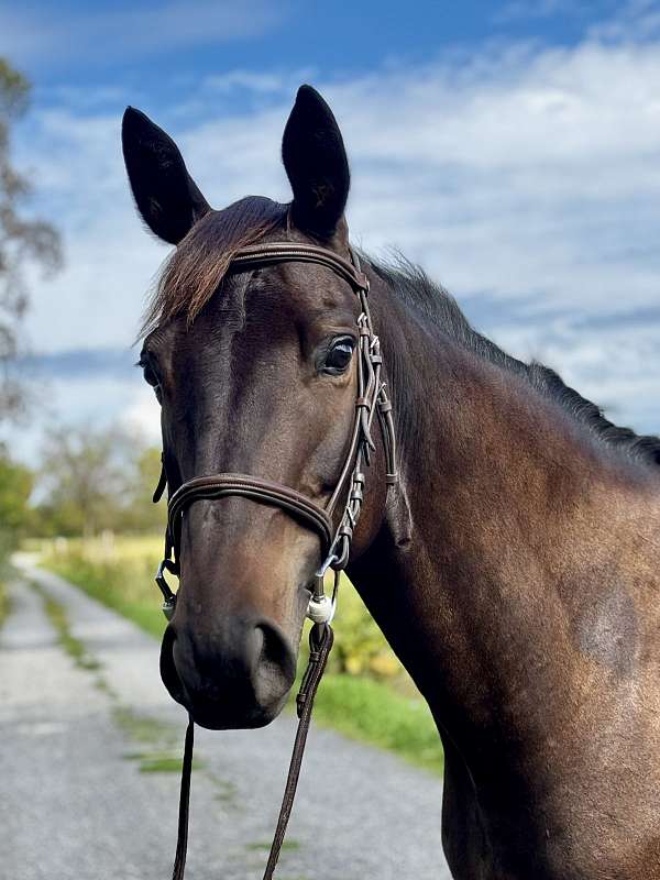 trakehner-horse-for-sale
