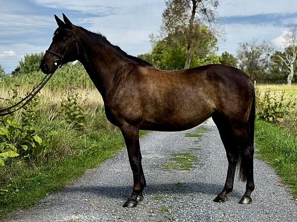 trakehner-mare
