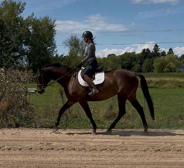 trakehner-horse