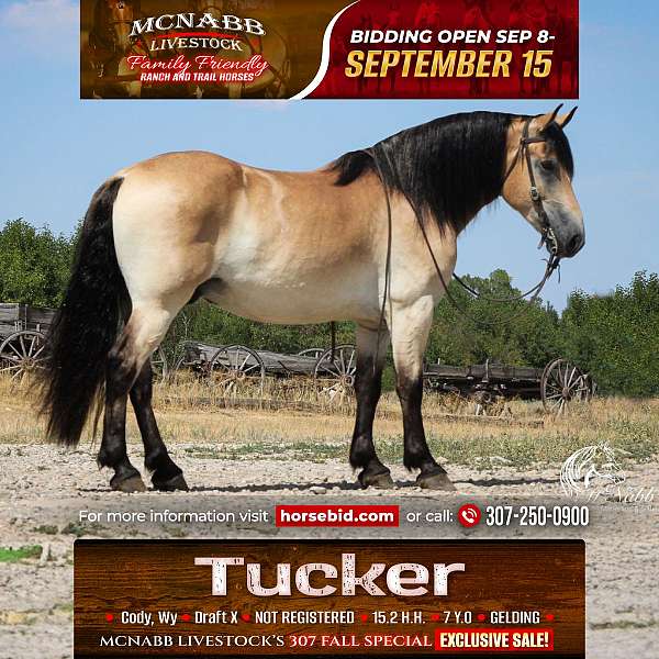 all-around-draft-horse