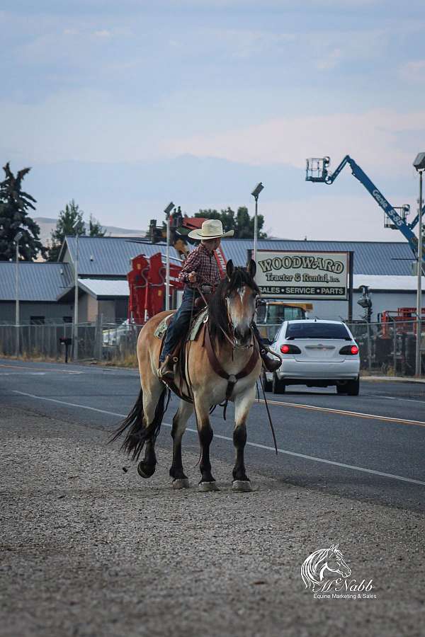 athletic-draft-horse
