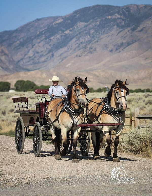 beginner-draft-horse