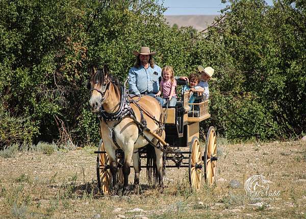 draft-horse