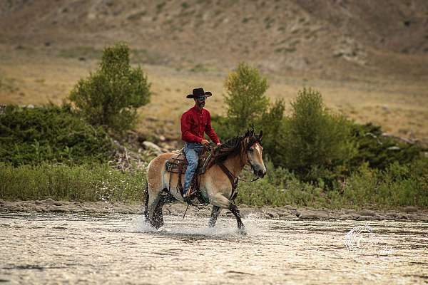 driving-draft-horse
