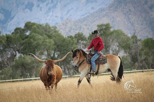 ranch-draft-horse