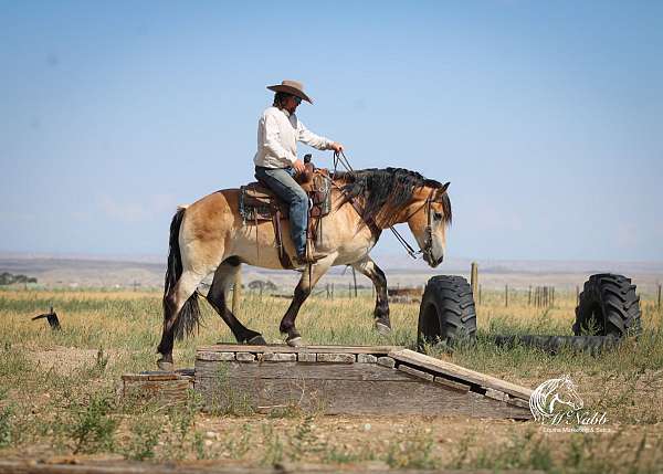parade-draft-horse