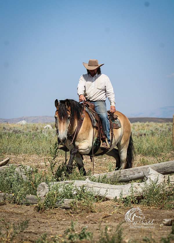 ranch-work-draft-horse