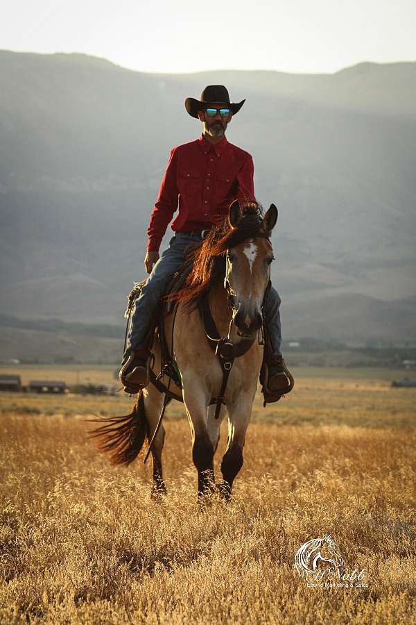 team-driving-draft-horse