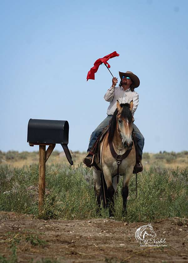show-draft-horse