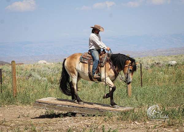 trail-draft-horse