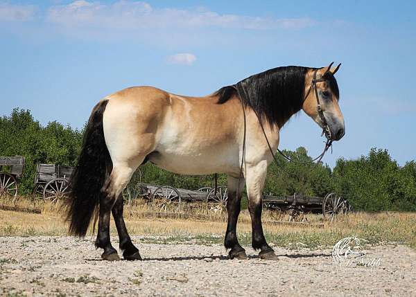 trail-riding-draft-horse