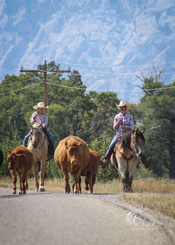 western-riding-draft-horse