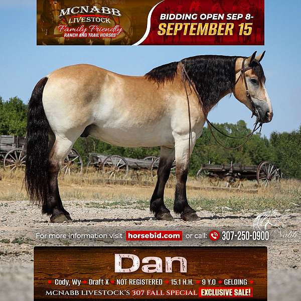 all-around-draft-horse