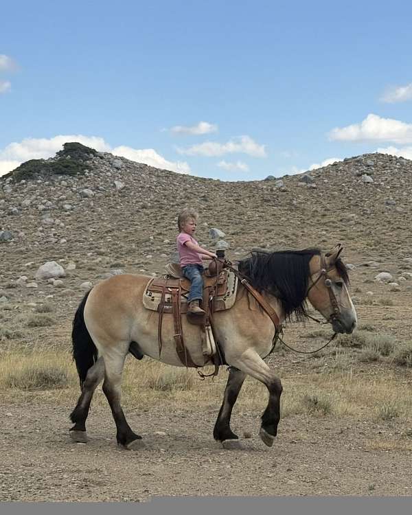 athletic-draft-horse