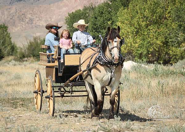 beginner-draft-horse