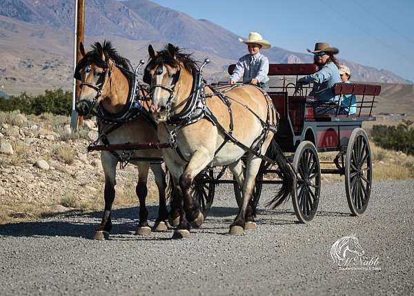 draft-horse