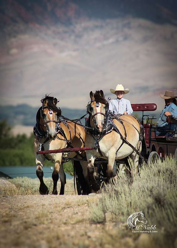 driving-draft-horse