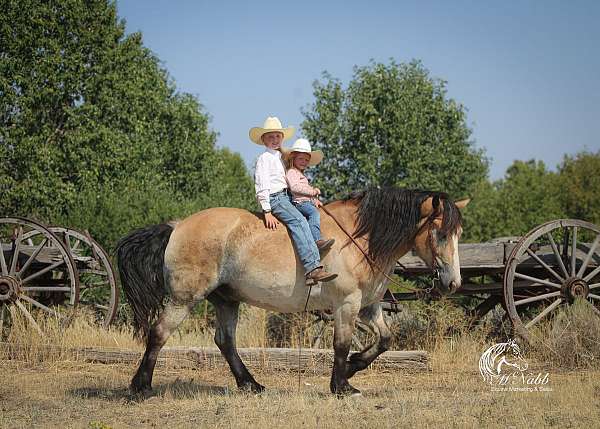 flashy-draft-horse