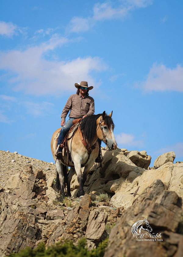 ranch-work-draft-horse