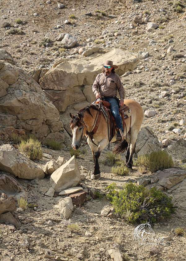 show-draft-horse