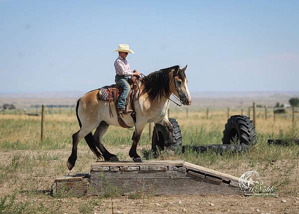 trail-draft-horse