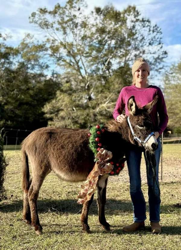 10-hand-donkey-colt