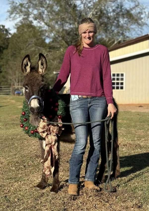 easy-going-donkey