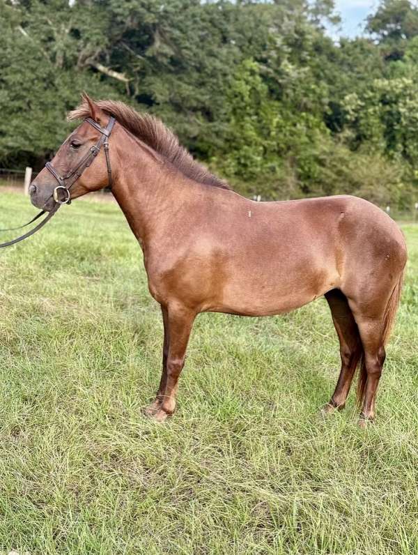 chestnut-therapy-pony