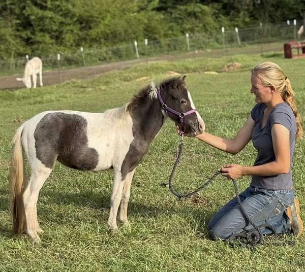 breeding-miniature-horse