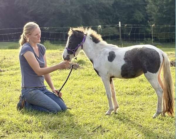 companion-miniature-horse