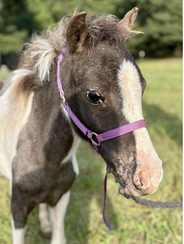 flashy-miniature-horse