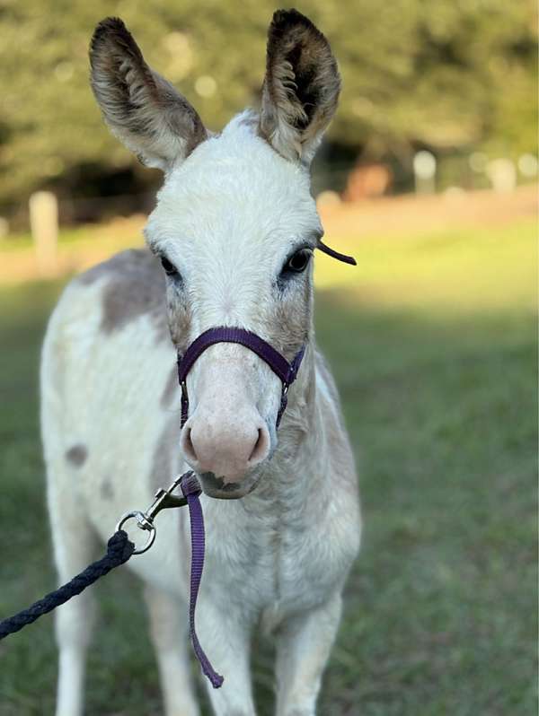 breeding-donkey