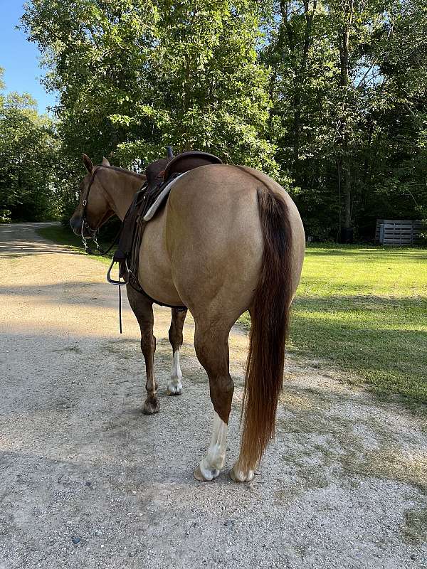 dun-red-dun-broodmare-for-sale