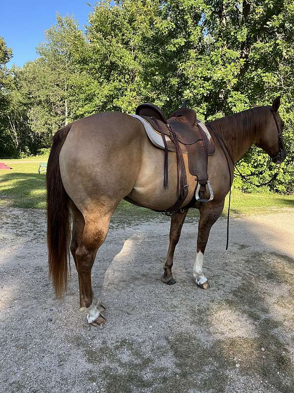 dun-red-dun-broodmare