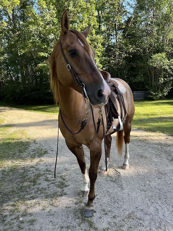 quarter-horse-mare