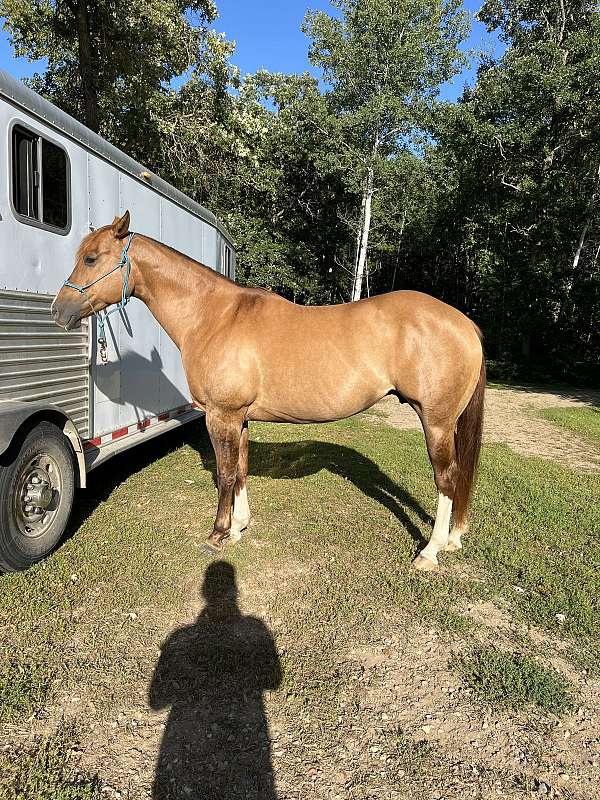 quarter-horse-for-sale