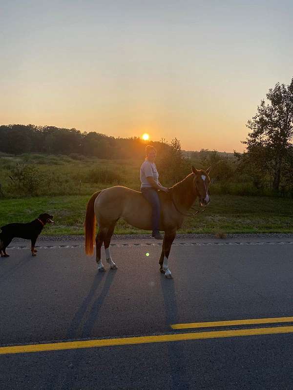quarter-horse