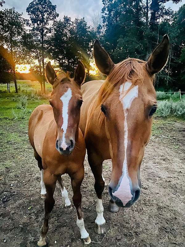 all-quarter-horse