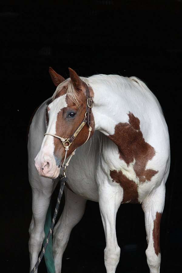 all-around-tennessee-walking-horse