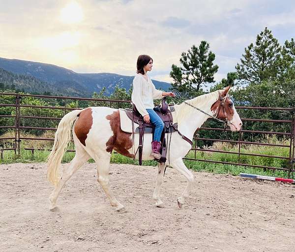 beginner-tennessee-walking-horse
