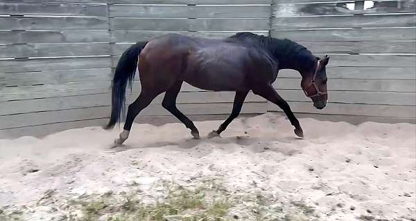 tb-colt