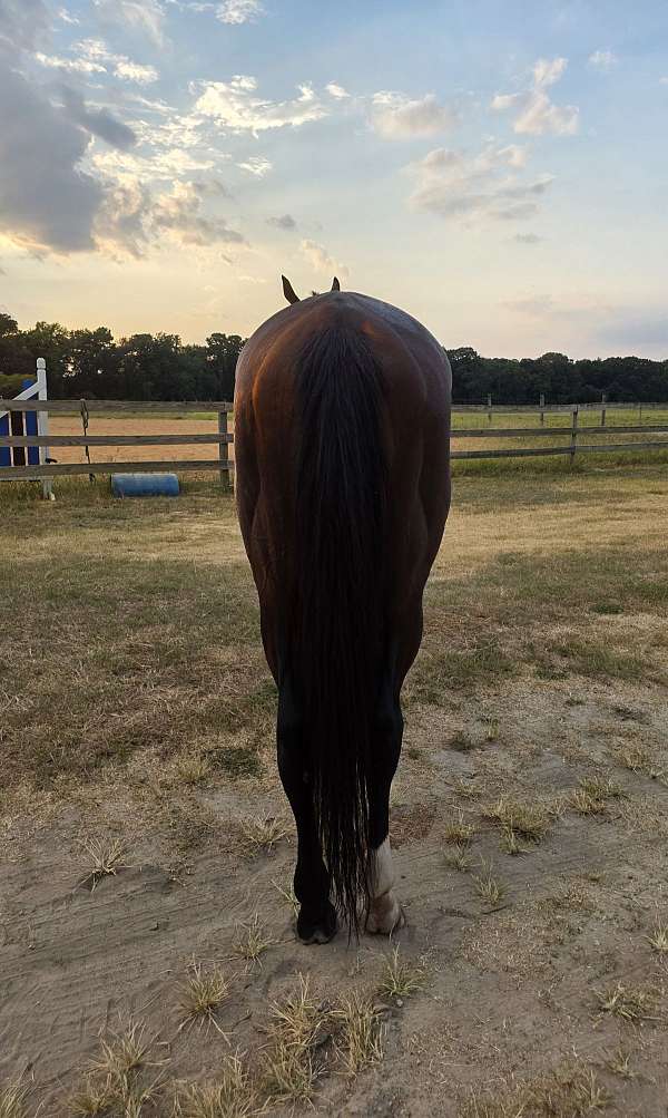 stable-colt